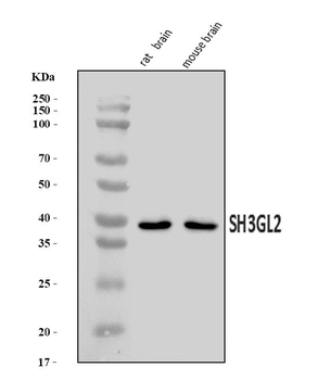 SH3GL2 Rabbit Polyclonal Antibody