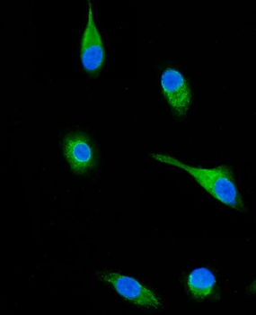 SH3KBP1 Rabbit Polyclonal Antibody