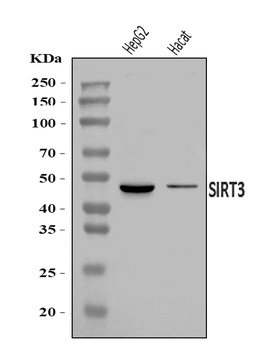 SIRT3 Rabbit Polyclonal Antibody
