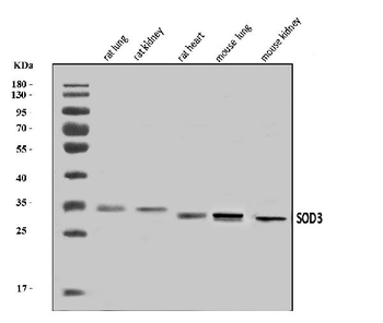 Superoxide Dismutase 3/EC-SOD/Sod3/EC Rabbit Polyclonal Antibody