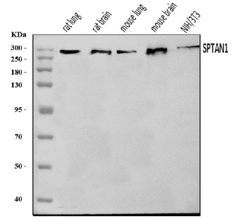 NEAS/SPTAN1 Rabbit Polyclonal Antibody
