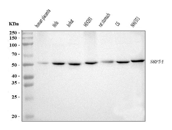 SRP54 Rabbit Polyclonal Antibody