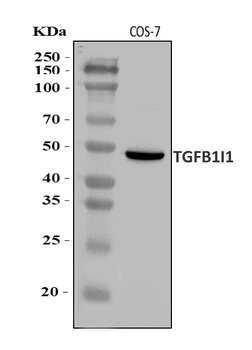 HIC5/TGFB1I1 Rabbit Polyclonal Antibody