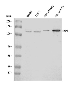 USP1 Rabbit Polyclonal Antibody