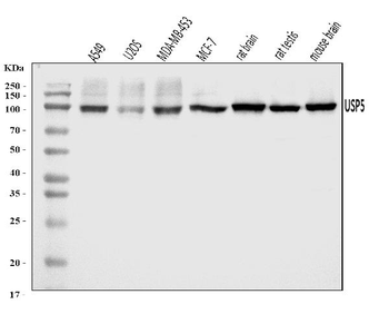 USP5 Rabbit Polyclonal Antibody