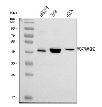 WDR77 Rabbit Polyclonal Antibody