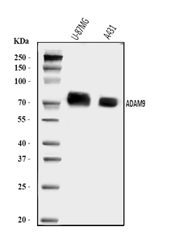 ADAM9 Rabbit Polyclonal Antibody