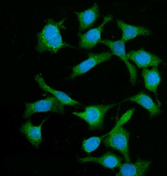 BIN1 Antibody