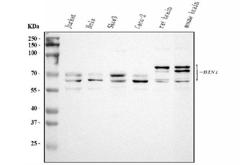 BIN1 Antibody