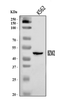 BZW2 Rabbit Polyclonal Antibody