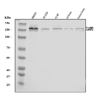 CLASP2 Rabbit Polyclonal Antibody