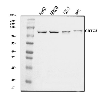 CRTC3 Rabbit Polyclonal Antibody