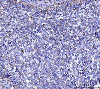 CYB5B Rabbit Polyclonal Antibody