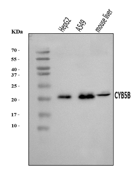 CYB5B Rabbit Polyclonal Antibody