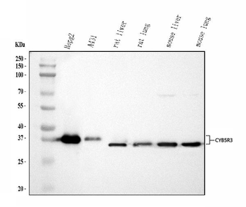 CYB5R3 Rabbit Polyclonal Antibody