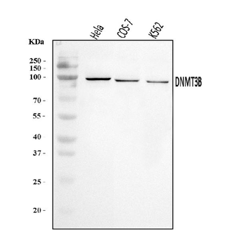 DNMT3B Rabbit Polyclonal Antibody