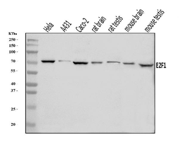 E2F1 Rabbit Polyclonal Antibody