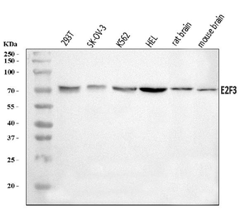 E2F3 Rabbit Polyclonal Antibody