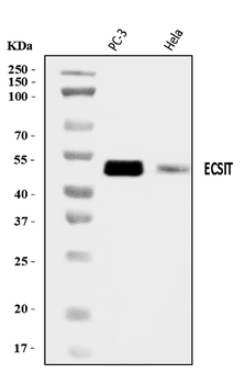ECSIT Rabbit Polyclonal Antibody