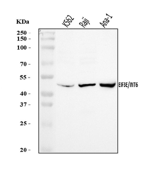 EIF3E Rabbit Polyclonal Antibody