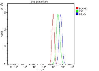 EIF5A Antibody