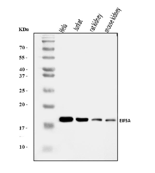 EIF5A Antibody
