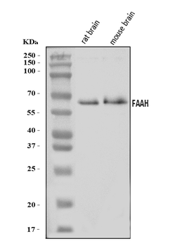 FAAH1/FAAH Rabbit Polyclonal Antibody