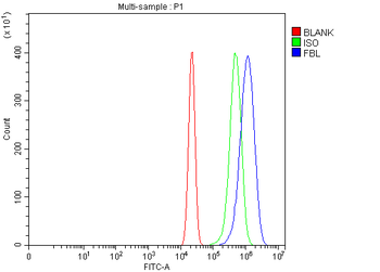 Fibrillarin/FBL Antibody