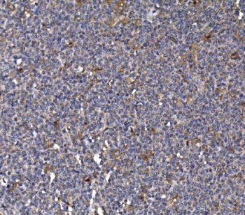 FKBP135/FKBP15 Rabbit Polyclonal Antibody