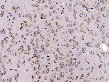 FKBP135/FKBP15 Rabbit Polyclonal Antibody
