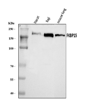 FKBP135/FKBP15 Rabbit Polyclonal Antibody