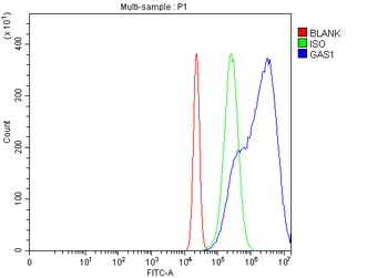 GAS1 Rabbit Polyclonal Antibody
