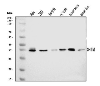 GHITM Antibody