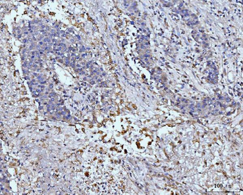 GLUL Rabbit Polyclonal Antibody