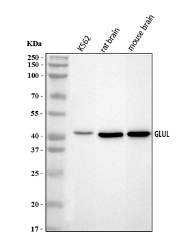 GLUL Rabbit Polyclonal Antibody