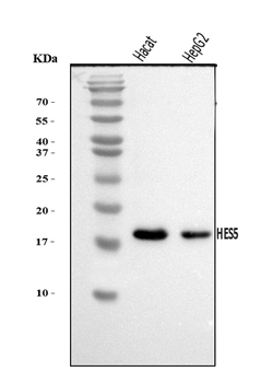 HES5 Antibody
