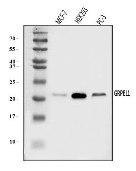 GRPEL1 Rabbit Polyclonal Antibody