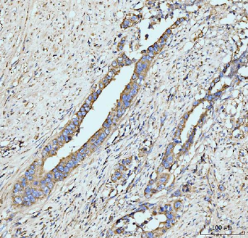 GRPEL1 Rabbit Polyclonal Antibody