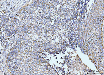 GRPEL1 Rabbit Polyclonal Antibody