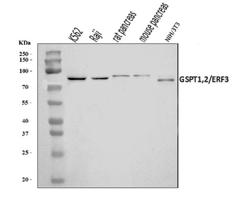 GSPT1,2/GSPT1 Rabbit Polyclonal Antibody