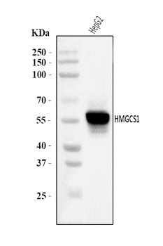 HMGCS1 Rabbit Polyclonal Antibody
