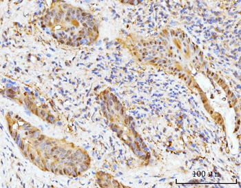 HMGCS1 Rabbit Polyclonal Antibody