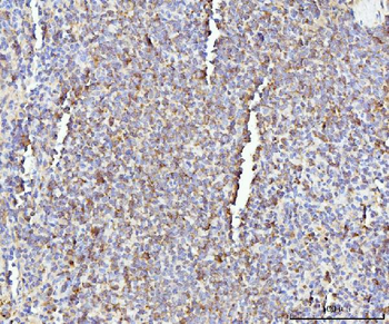 IL-17A/Il17a/IL Rabbit Polyclonal Antibody