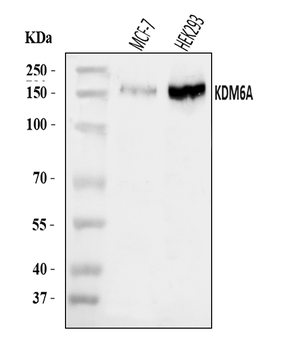 UTX/KDM6A Rabbit Polyclonal Antibody