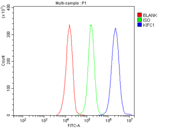 KIFC1 Antibody