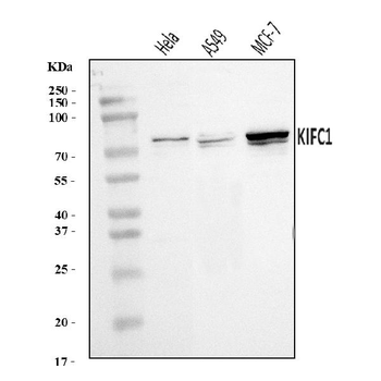 KIFC1 Rabbit Polyclonal Antibody