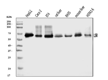 LSR Rabbit Polyclonal Antibody