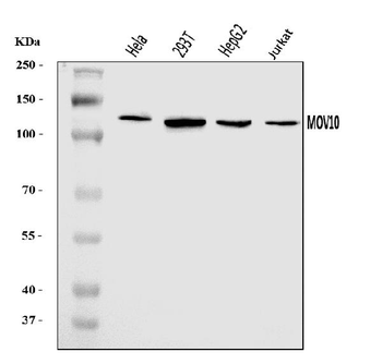 MOV10 Rabbit Polyclonal Antibody