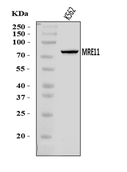 MRE11 Rabbit Polyclonal Antibody