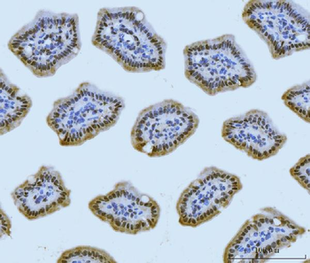 MRE11 Rabbit Polyclonal Antibody